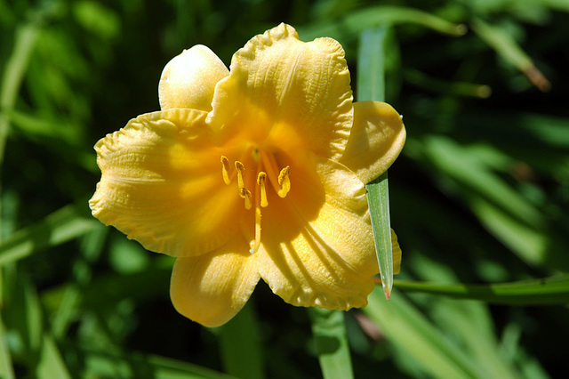 Daylily