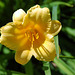 Daylily