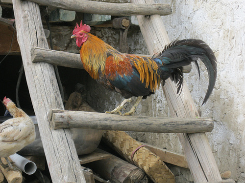 chickens