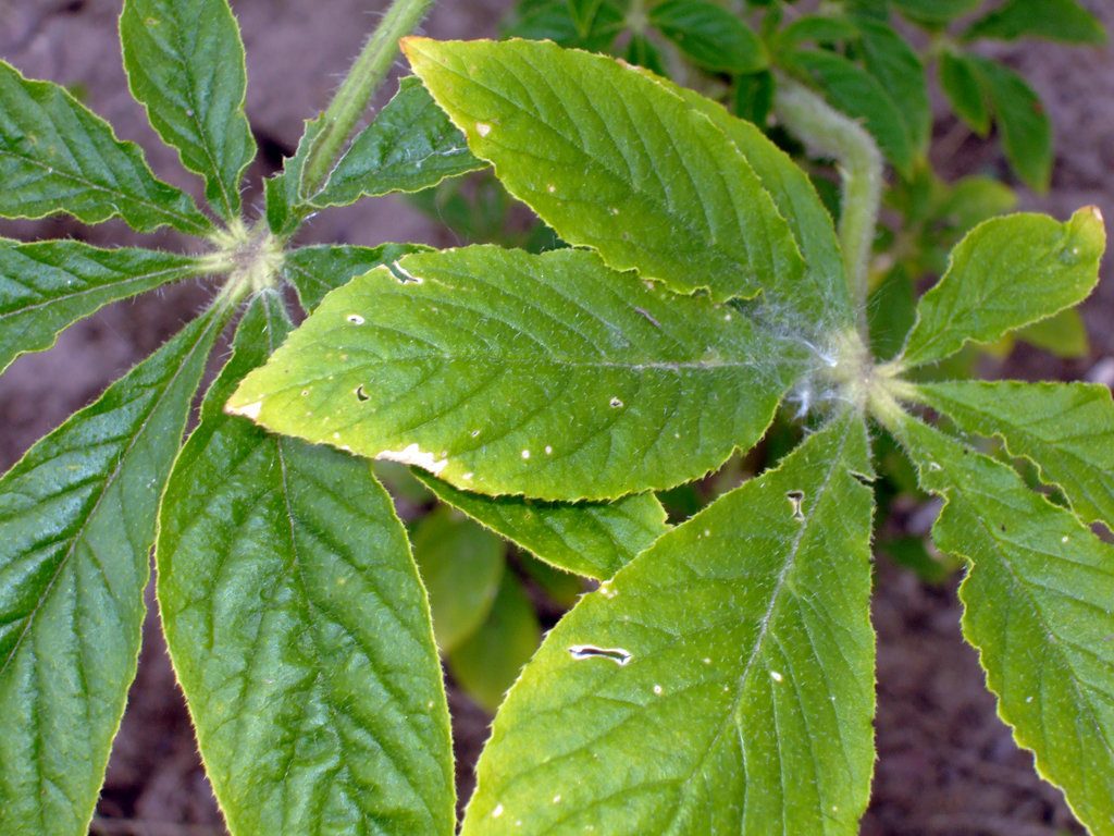 Cleome Leaves