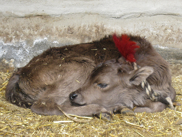 calf