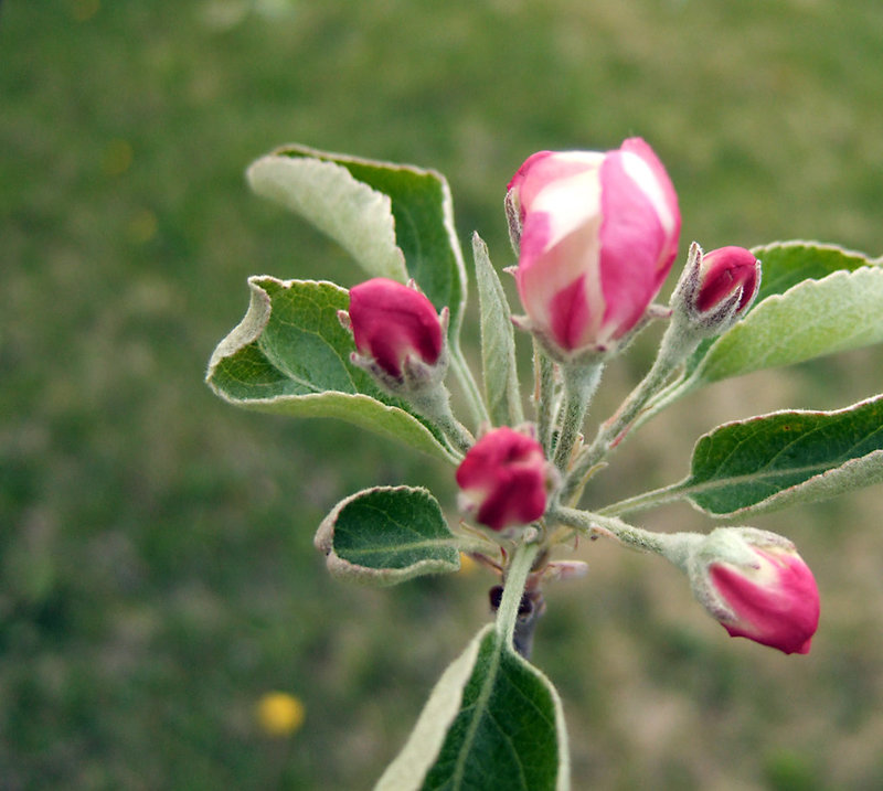 Apple Blossom