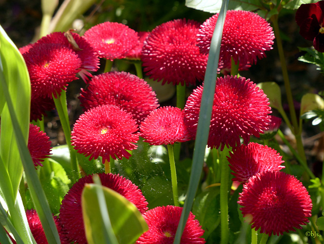 Chœur de Pom Pom Flowers