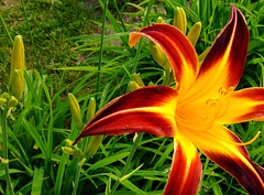 Daylily