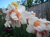 Amazing multi coloured daffodils