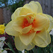 Another multi coloured daff