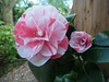 Striped Camellia