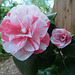 Striped Camellia