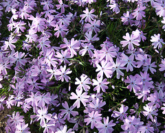 Phlox