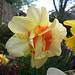 Multi Coloured Daffodil