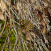 Speckled Wood