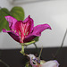 Bauhinia purpurea