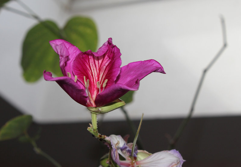 Bauhinia purpurea