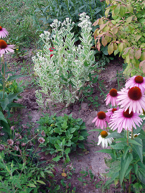 Variegated Sedum & Coneflowers