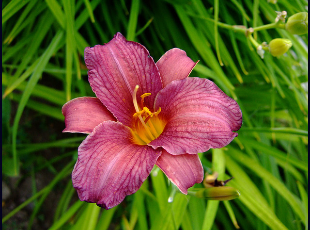 Daylily in Red