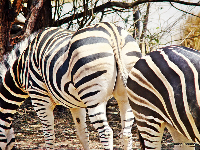 Zebra stripes