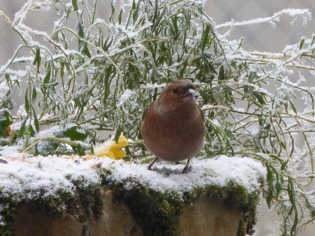 Mon petit jardin - my little garden - mein kleiner Garten