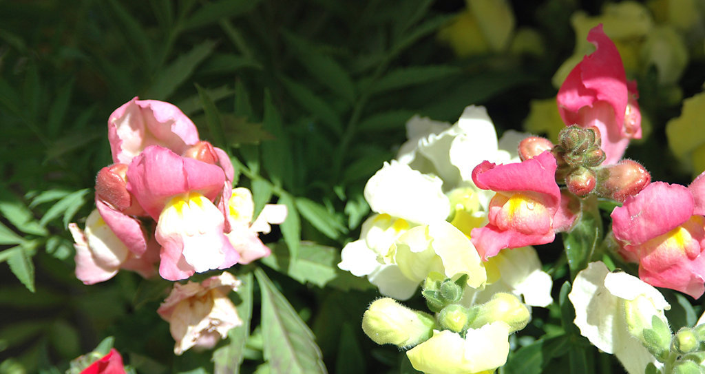 Snapdragons