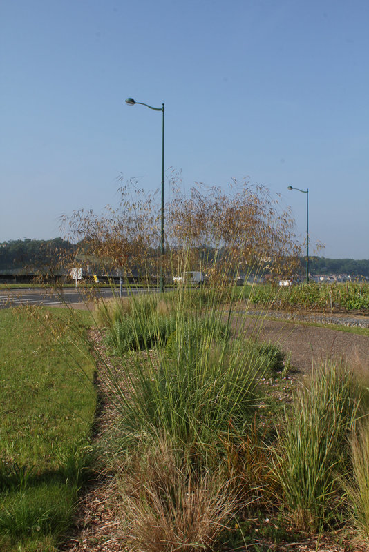 Stipa gigantea- Avoine géante