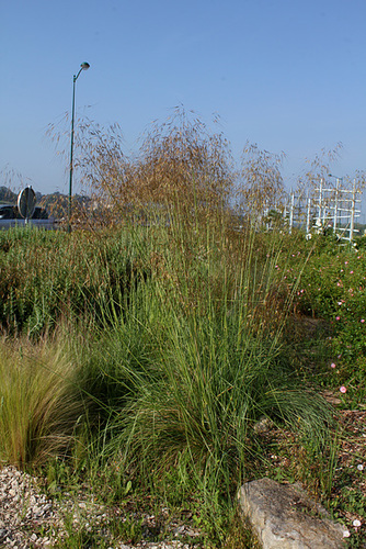 Stipa gigantea- Avoine géante