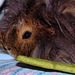 A guinea pig called Rug - 2