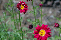 Painted Daisies