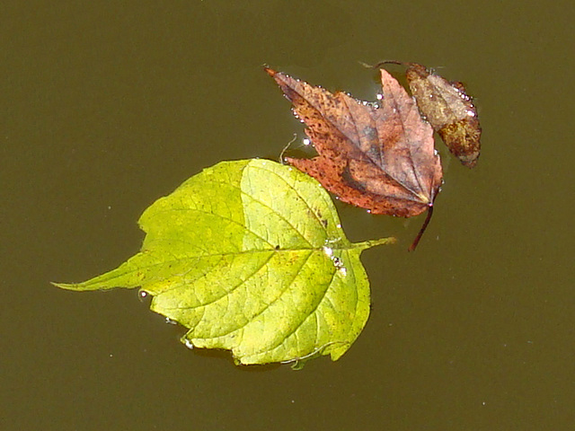 Floating leaves