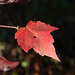 Red Leaf