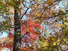 Fall Splendor
