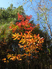 Red and Orange Leaves