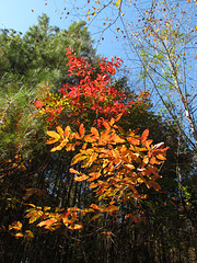 Red and Orange Leaves