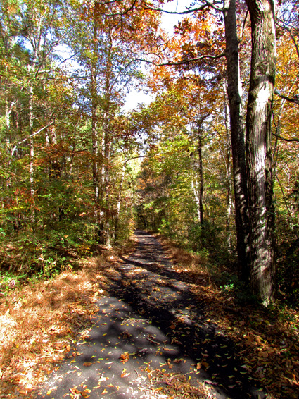 Walk in the Woods