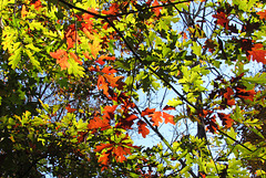 Oak Leaves