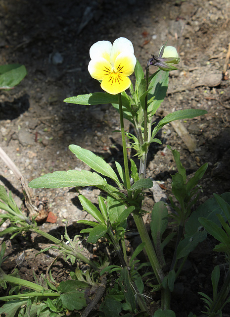 Viola arvensis