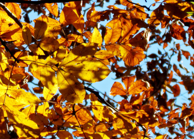 Hickory Leaves