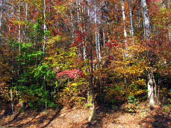 Roadside in Fall