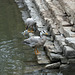 ducks, Summer Palace