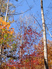 Fall Looking Up