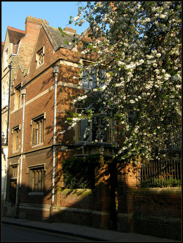 blossom and brick