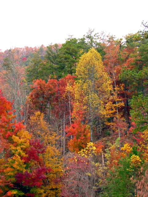 Fall at Unicoi