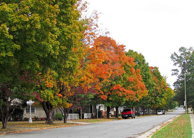 Street in Fall