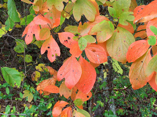 Sassafras Leaves