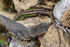 20140423 1618VRMw [D-LIP] Zauneidechse (Lacerta agilis), UWZ, Bad Salzuflen