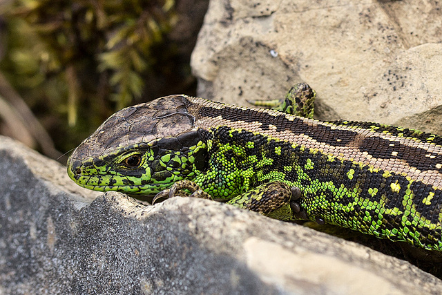 20140423 1617VRMw [D-LIP] Zauneidechse (Lacerta agilis), UWZ, Bad Salzuflen