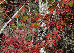 Oak Leaves in Fall