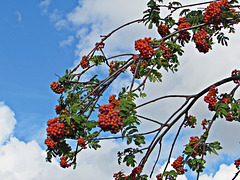 Berries Against the Sky