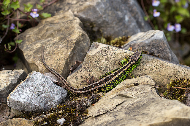 20140423 1614VRMw [D-LIP] Zauneidechse (Lacerta agilis), UWZ, Bad Salzuflen