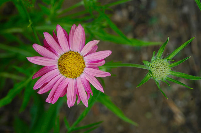 Daisy & Pincushion