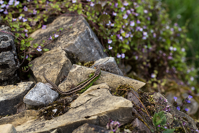 20140423 1613VRMw [D-LIP] Zauneidechse (Lacerta agilis), UWZ, Bad Salzuflen