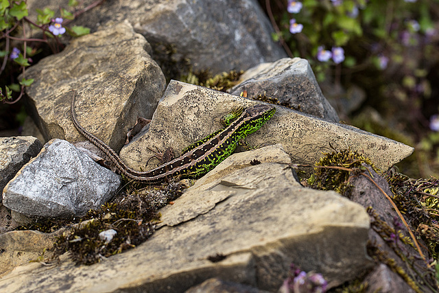 20140423 1612VRMw [D-LIP] Zauneidechse (Lacerta agilis), UWZ, Bad Salzuflen